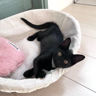人懐っこく甘えん坊のお姫様(๐•ω•๐)♡