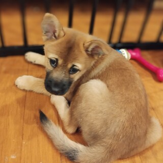 2ヶ月の男の子【ユダ】