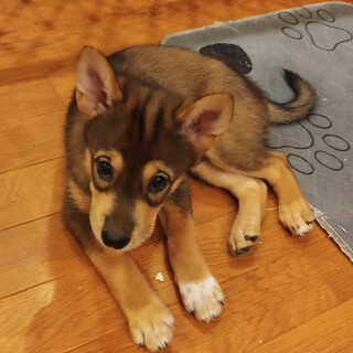 2ヶ月の男の子【シモン】