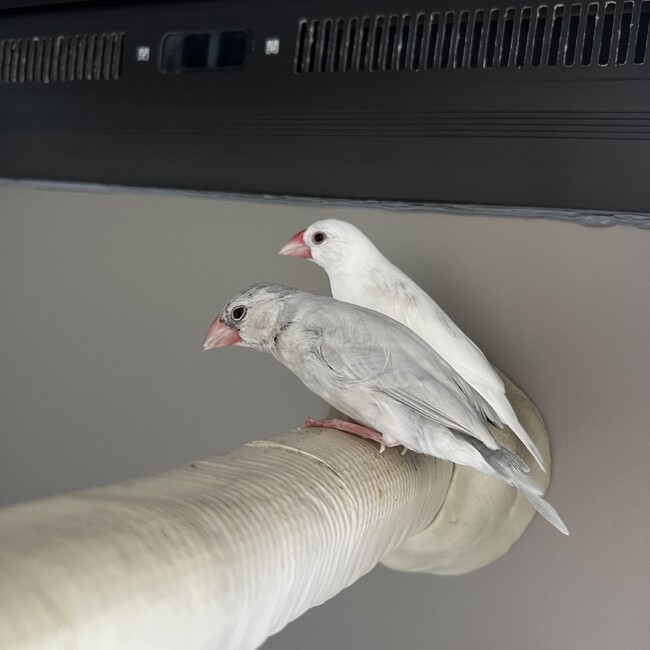 ゆーぞー2020のカバー写真