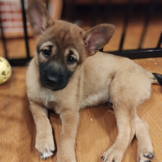 2ヶ月の男の子【テンシ】