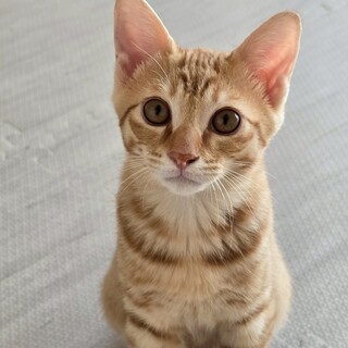 甘えたくて見つめる ひかくん♪