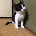 人馴れ抜群のエンちゃんにずっとのおうちを！