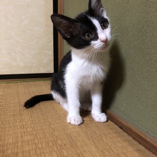 人馴れ抜群のエンちゃんにずっとのおうちを！