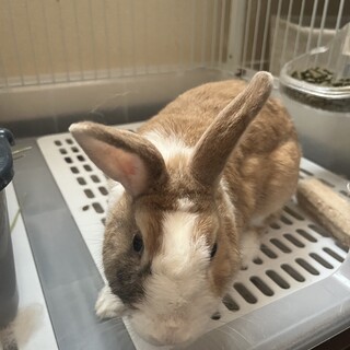 ゲージなど全て差し上げます。