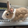 ゲージなど全て差し上げます。 サムネイル2