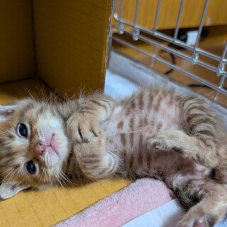 ７月７日生まれ　小さくてかわいい３兄弟