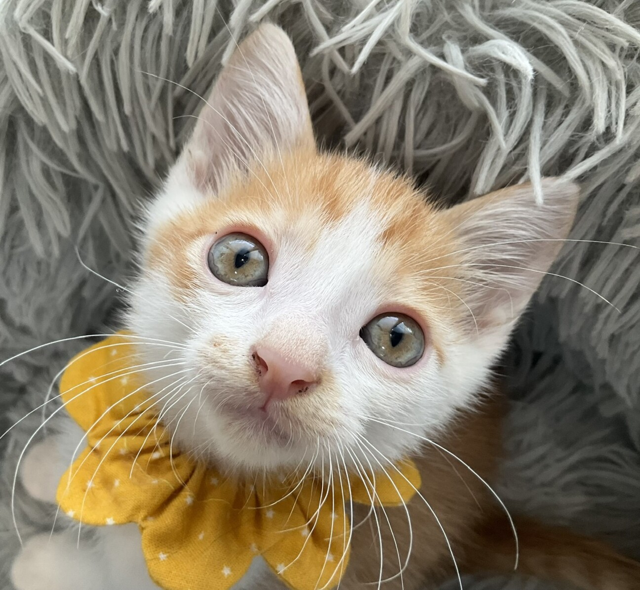 瞳が美しく前掛けがゴージャスで存在感が抜群の特大の招き猫 瞳が美しく前掛けがゴージャスで存在感が抜群の特大の招き猫