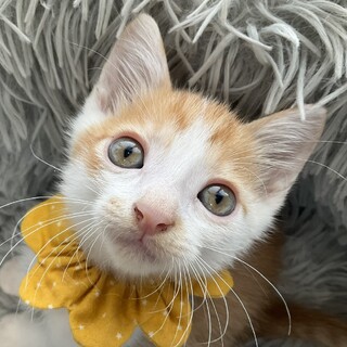 地球のような美しい瞳、甘えたさんのミントです♡