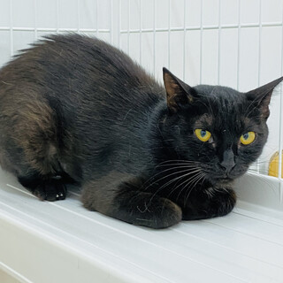 瞳が綺麗なカヌレ