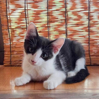 《お話し合い中》白黒　オス　