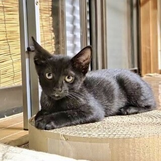 ふうりちゃん　メス　生後3〜4ヶ月くらい