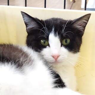 人慣れ修行中ちまき