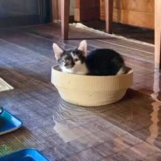 ひすいちゃん　メス　生後3〜4ヶ月くらい