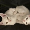 仲良し白猫兄妹２匹一緒にお願いします❗️