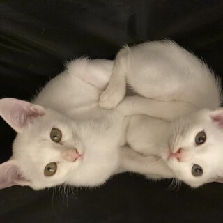 仲良し白猫兄妹２匹一緒にお願いします❗️