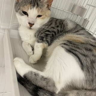 やさしいパステルカラーマーブル