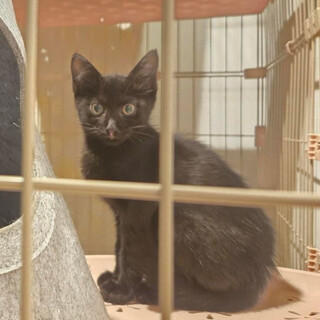 ういろう君　オス　生後3〜4ヶ月くらい