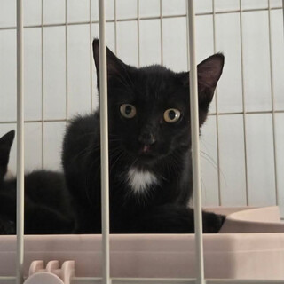 しらたま君　オス　生後3〜4ヶ月くらい