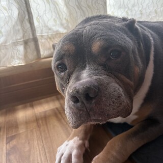 アメリカンピットブルテリアの甘えん坊くん♩