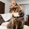 大人しくとても甘えん坊な長毛種の女の子 サムネイル5