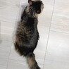 大人しくとても甘えん坊な長毛種の女の子 サムネイル7
