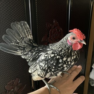 小型鶏　セブライトバンタム
