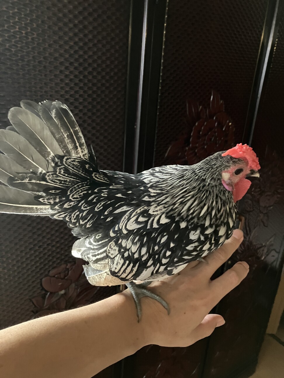 鶏さま専用 小型鶏 セブライトバンタム」東京都 - 鳥の里親募集(522916) 2枚