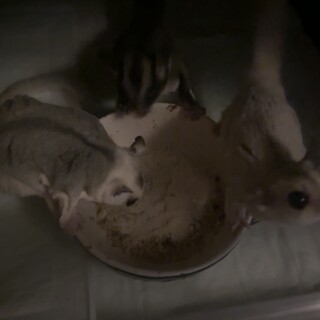 フクロモモンガ5匹