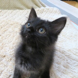 ちょぴり毛長の男の子☆2ヶ月半