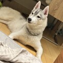 シベリアンハスキーシルバーホワイト