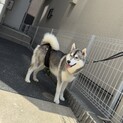 シベリアンハスキーシルバーホワイト♂