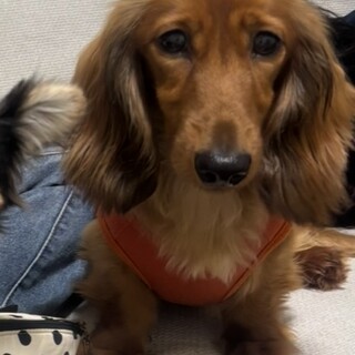 カニヘンダックス3歳男の子です！