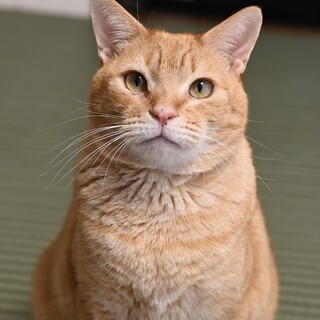 静かに寄り添う優男マッチョ