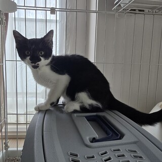 元気な子猫里親募集中