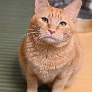 甘えん坊でおっとり男子