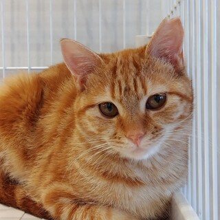 可愛いお顔のクラリスちゃん