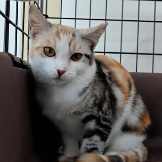 人慣れ修行中やんちゃ娘ベル♡