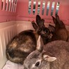 うさぎ　サビ サムネイル2
