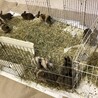うさぎ　サビ サムネイル3