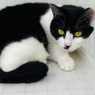 ひかえめだけど好奇心ありなシロップ