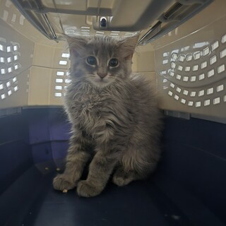 元気な子猫里親募集中