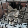 元気な子猫里親募集中 サムネイル4
