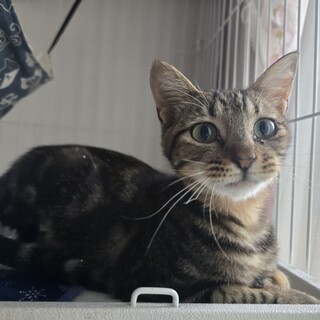 穏やかな性格の子猫里親募集中