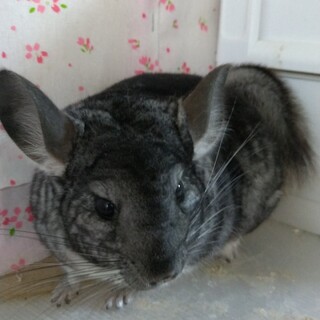 チンチラ　スタンダードグレー　メス(1歳)
