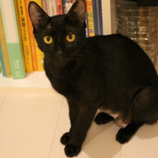 抱っこ大好き♡人慣れ抜群のななちゃん1歳♀