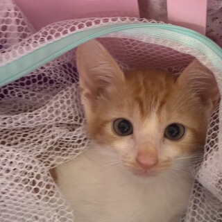 ちゃしろこねこ女の子　はなび