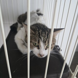 まだ若い母猫です