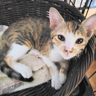 三毛【ジャム】の里親様決定！