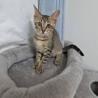 8/17(日)里親会！ぴえん顔が可愛い♂ムサシ君